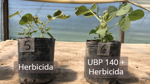 PGG Wrightson Seeds y PROFARM presentan una novedosa alternativa biológica para tratamiento de semillas “UBP TS"